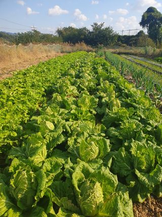 양파12861님의 배추 · 영농일지 작성글 사진