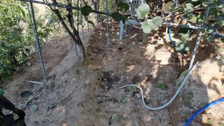 권혁렬님의 기타작물 · 영농일지 작성글 사진