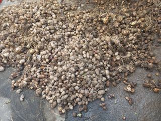 박순례님의 기타작물 · 영농일지 작성글 사진