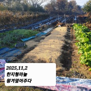 시민농장님의 마늘 · 영농일지 작성글 사진