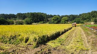 심지님의 벼 · 영농일지 작성글 사진