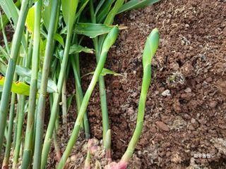 화우농원님의 기타작물 · 영농일지 작성글 사진