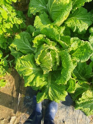 양파12861님의 배추 · 영농일지 작성글 사진