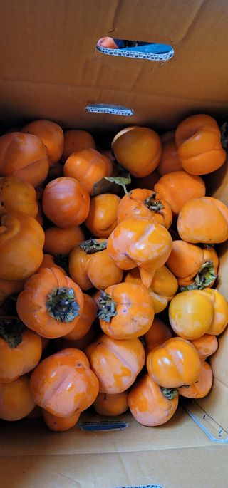 신영식님의 기타작물 · 영농일지 작성글 사진