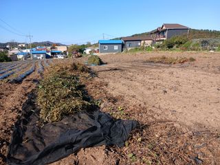 강인석님의 기타작물 · 영농일지 작성글 사진