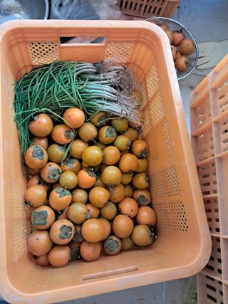 노재영님의 마늘 · 영농일지 작성글 사진