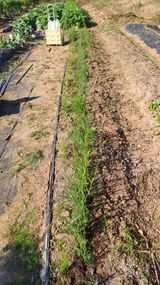 팜모닝 파·영농일지 게시글 이미지