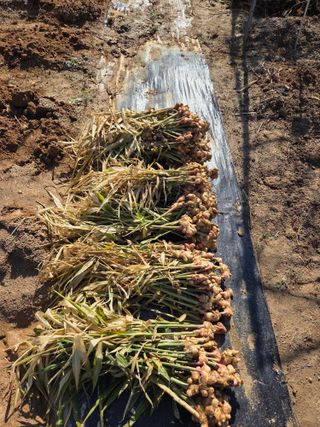 봉원대님의 기타작물 · 영농일지 작성글 사진