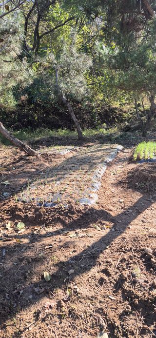 매실21434님의 양파 · 영농일지 작성글 사진