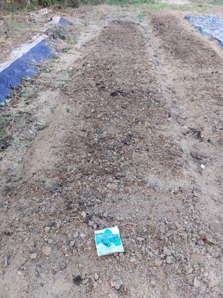 채대균님의 시금치 · 영농일지 작성글 사진