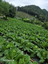 팜모닝 배추·영농일지 게시글 이미지