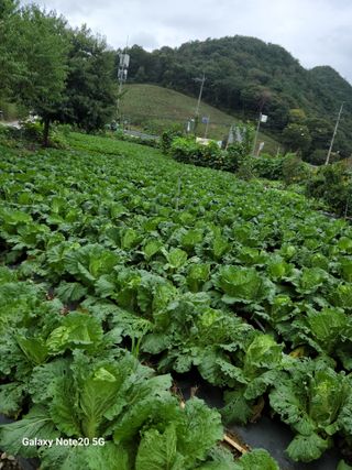 정창훈님의 배추 · 영농일지 작성글 사진