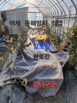 안승호님의 기타작물 · 영농일지 작성글 사진