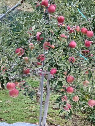 손기홍님의 사과 · 영농일지 작성글 사진