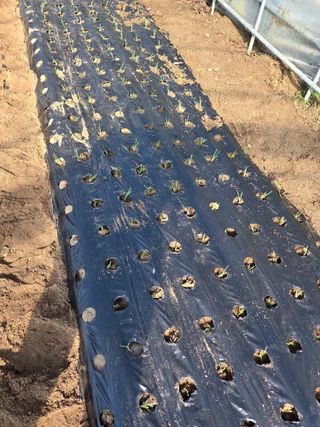 최연숙님의 양파 · 영농일지 작성글 사진