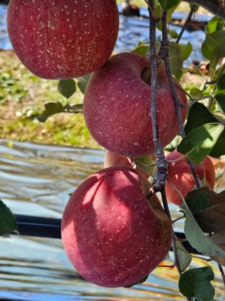 손기홍님의 사과 · 영농일지 작성글 사진