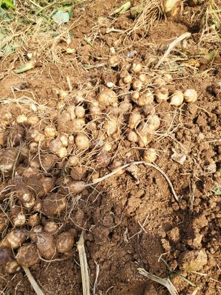 최병우님의 고구마 · 영농일지 작성글 사진