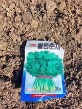 팜모닝 시금치·영농일지 게시글 이미지