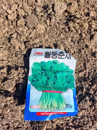 채대균님의 시금치 · 영농일지 작성글 사진