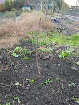 팜모닝 복숭아·영농일지 게시글 이미지