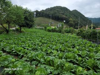 정창훈님의 배추 · 영농일지 작성글 사진