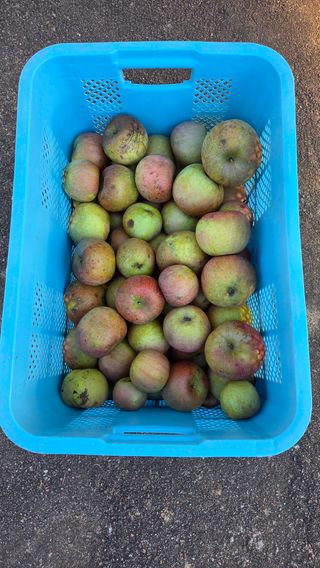  조약돌님의 사과 · 영농일지 작성글 사진