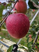 팜모닝 사과·영농일지 게시글 이미지