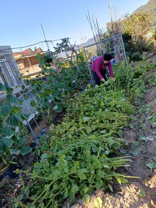 신 난다님의 들깨 · 영농일지 작성글 사진