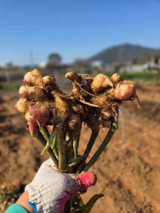 봉원대님의 기타작물 · 영농일지 작성글 사진