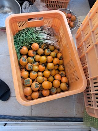 노재영님의 마늘 · 영농일지 작성글 사진