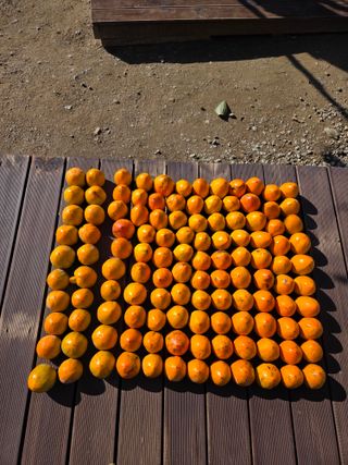 봉원대님의 기타작물 · 영농일지 작성글 사진