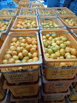 팜모닝 기타작물·영농일지 게시글 이미지