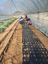 팜모닝 양파·영농일지 게시글 이미지