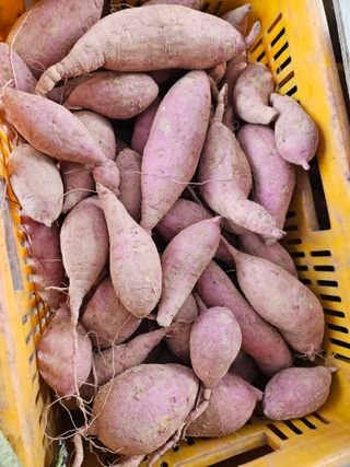 양배추21571님의 고구마 · 영농일지 작성글 사진