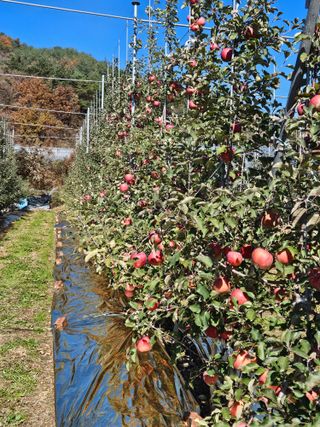 손기홍님의 사과 · 영농일지 작성글 사진