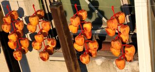 산솔바람님의 감 · 영농일지 작성글 사진