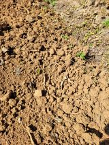 팜모닝 기타작물·영농일지 게시글 이미지