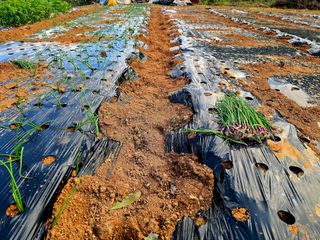 김세리님의 양파 · 영농일지 작성글 사진