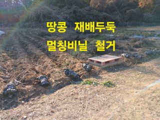 안승호님의 마늘 · 영농일지 작성글 사진