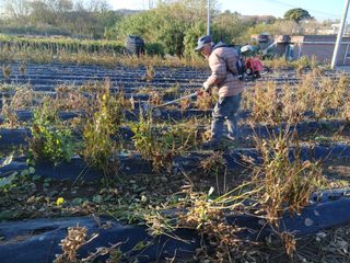 강인석님의 기타작물 · 영농일지 작성글 사진