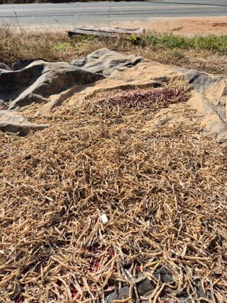 김기철님의 콩 · 영농일지 작성글 사진