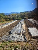 팜모닝 파·영농일지 게시글 이미지