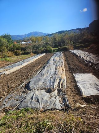 장문업 님의 파 · 영농일지 작성글 사진