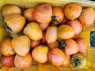 꿀복이농장님의 감 · 영농일지 작성글 사진