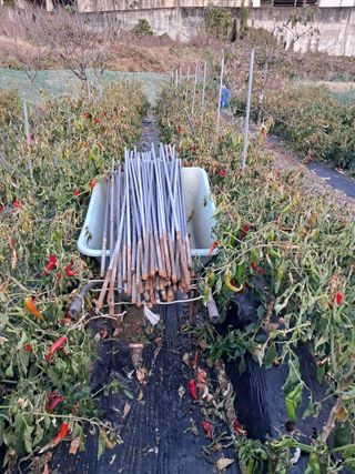 구강회님의 기타작물 · 영농일지 작성글 사진