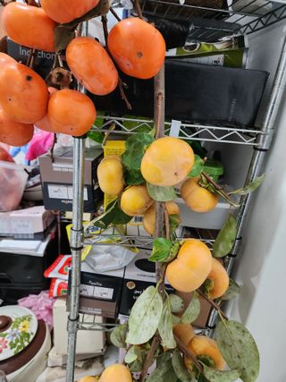 김영옥님의 감 · 영농일지 작성글 사진