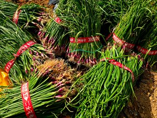 김세리님의 양파 · 영농일지 작성글 사진