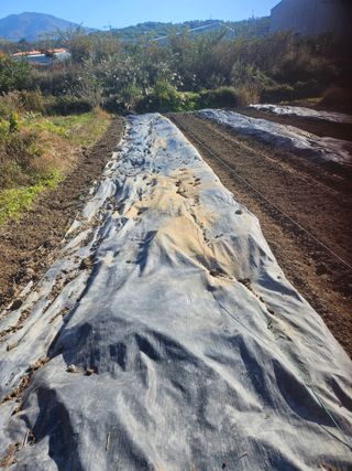 장문업 님의 파 · 영농일지 작성글 사진