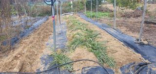 박상중님의 기타작물 · 영농일지 작성글 사진