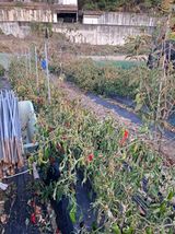 팜모닝 기타작물·영농일지 게시글 이미지